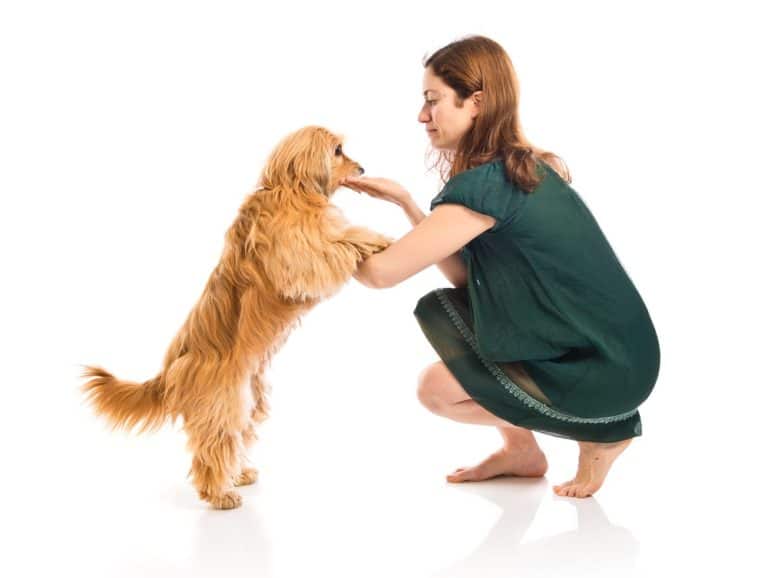 Master these Skills to Train Your Dog to Sit Down. – Uplift Magazine